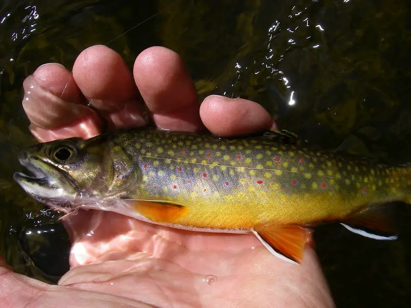 Having the right weight fly rod for brook trout will make catching smaller brook trout like this much more fun.