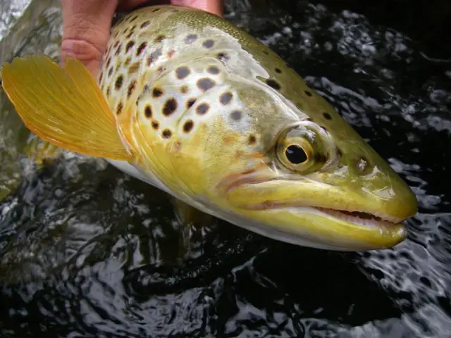 Trout Fishing In Ponds: 9 Tips From Experts