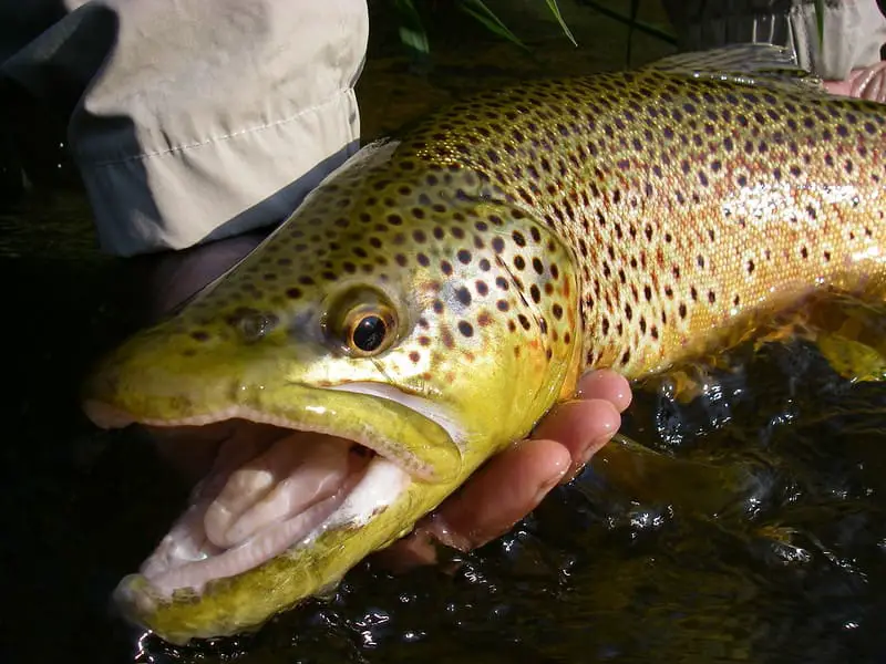 You need the best trout fishing rigs to hook and land giant trout like this trophy brown trout.