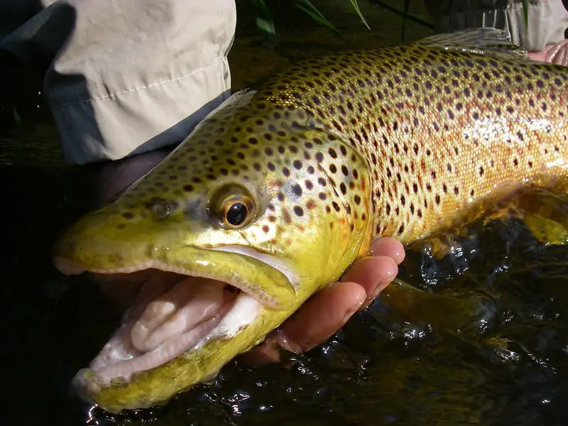 Spinner fishing for trout is great for trophy trout like this big brown trout.