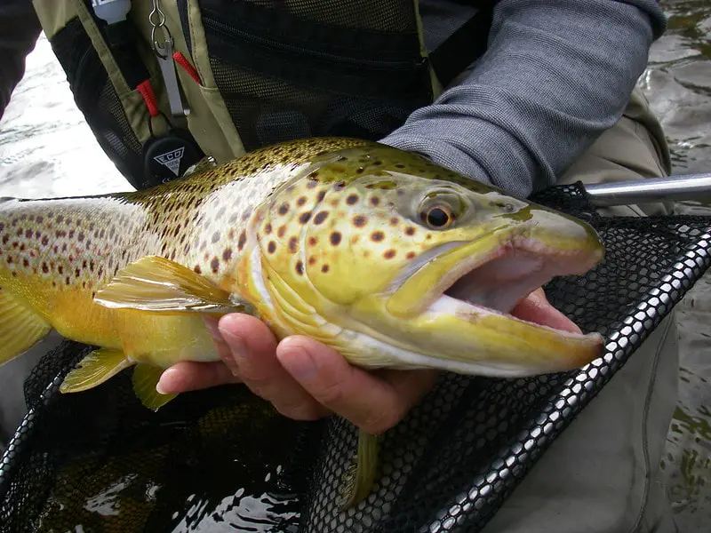 A big brown trout caught on a trout spoon