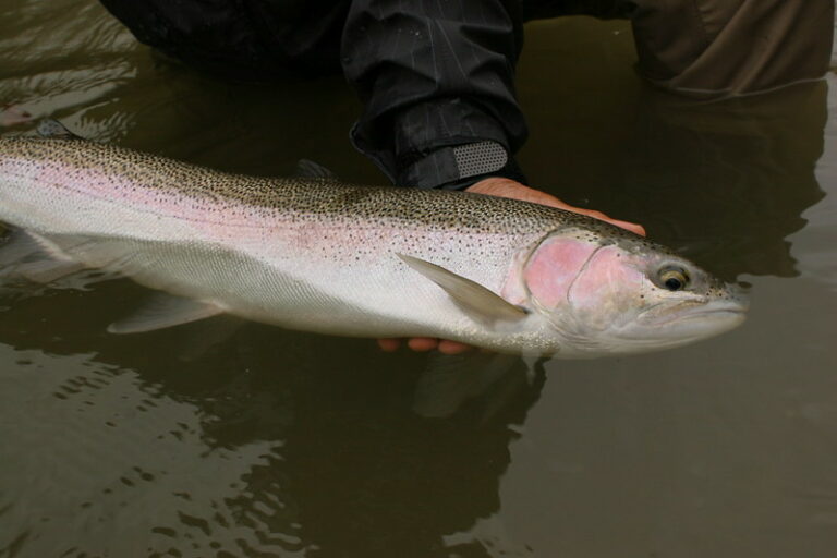 What Is A Steelhead? Is It A Salmon Or Trout?