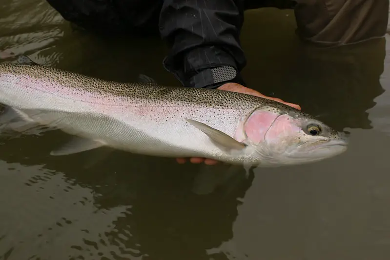 What is a steelhead, this is a female steelhead held in the water as it's about to be released.