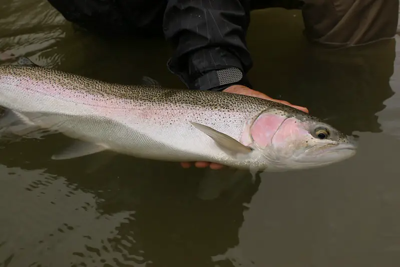 the difference between steelhead and rainbow trout