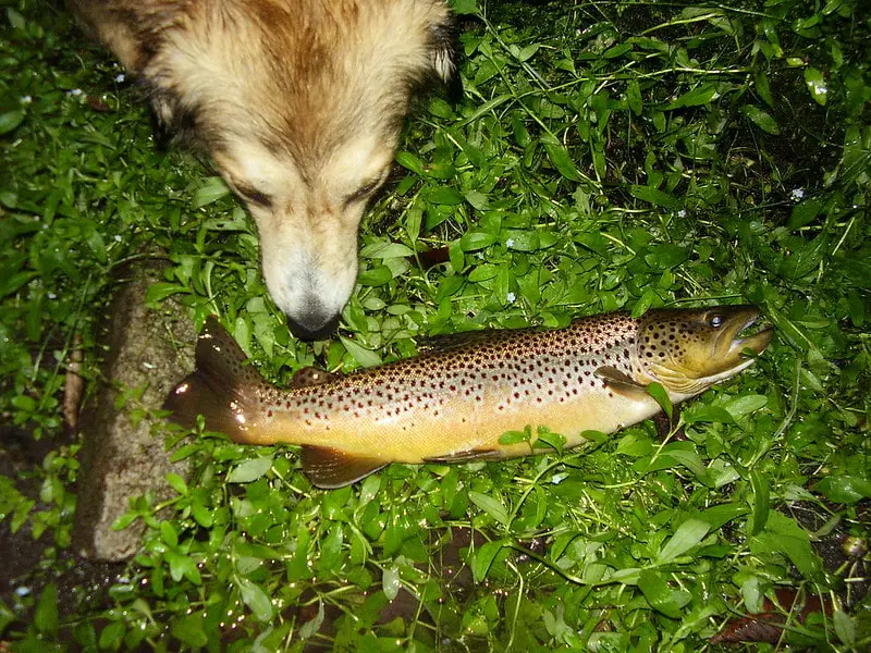 a brown trout caught while trout fishing at night