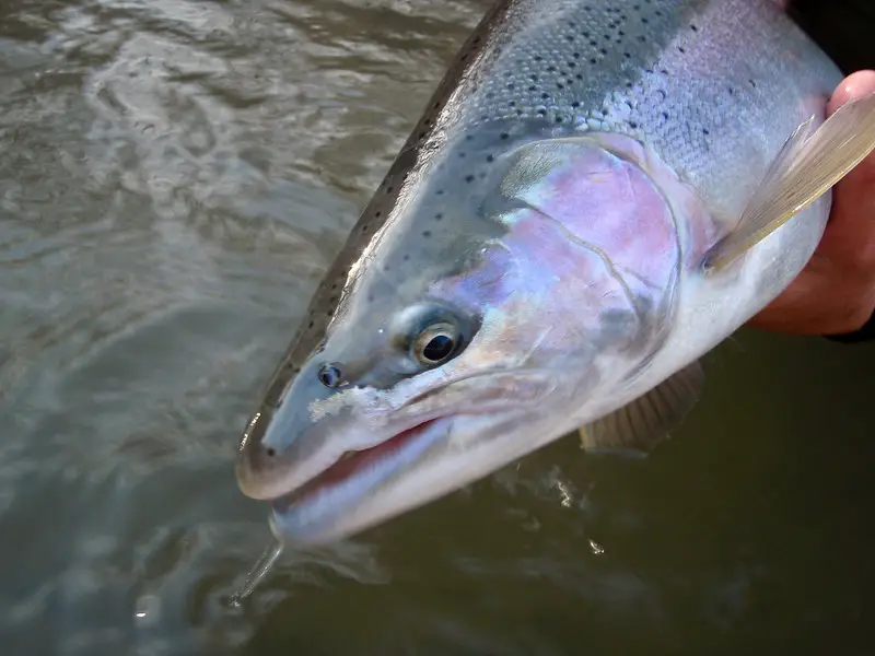 A male steelhead, notice the longer jawline.