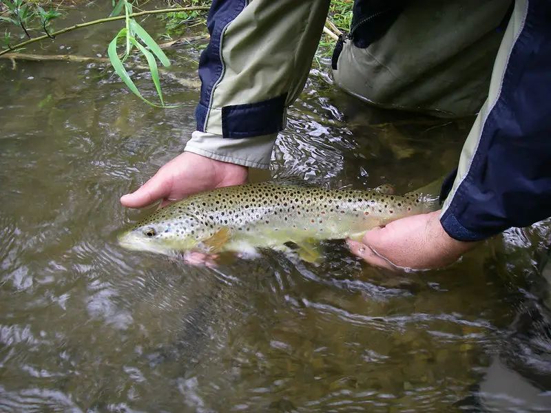 Fall Fishing Oatka Creek is a great time to fish nice brown trout like this.