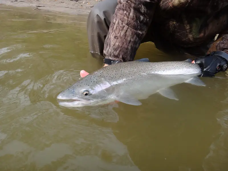 An average-sized Western New York Steelhead held in the water, ready to be released.
