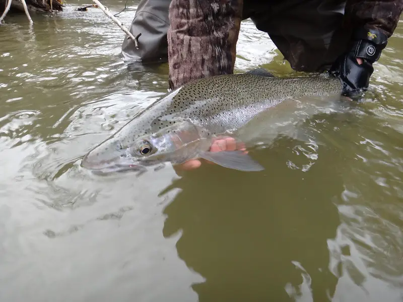 Crooked Creek steelhead fishing is great for nice spring steelhead like this one. 