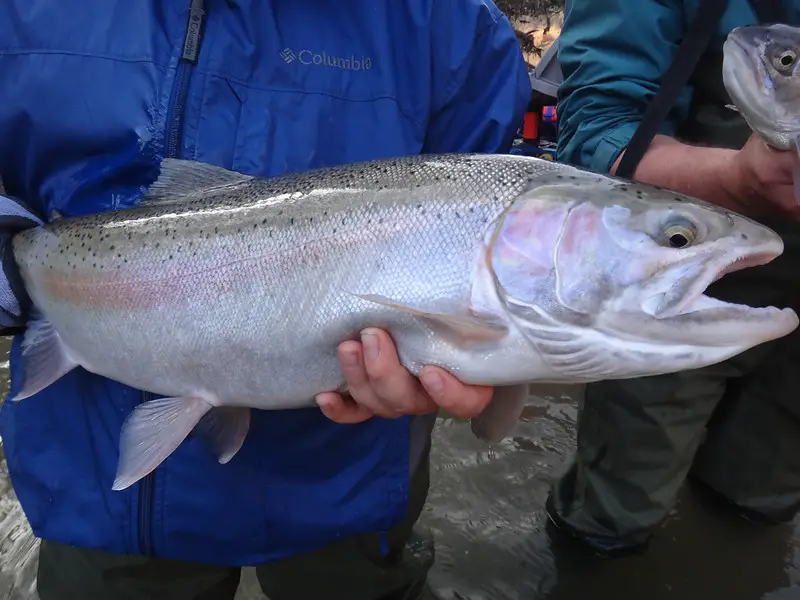 Crooked Creek steelhead fishing is great for winter steelhead like this one