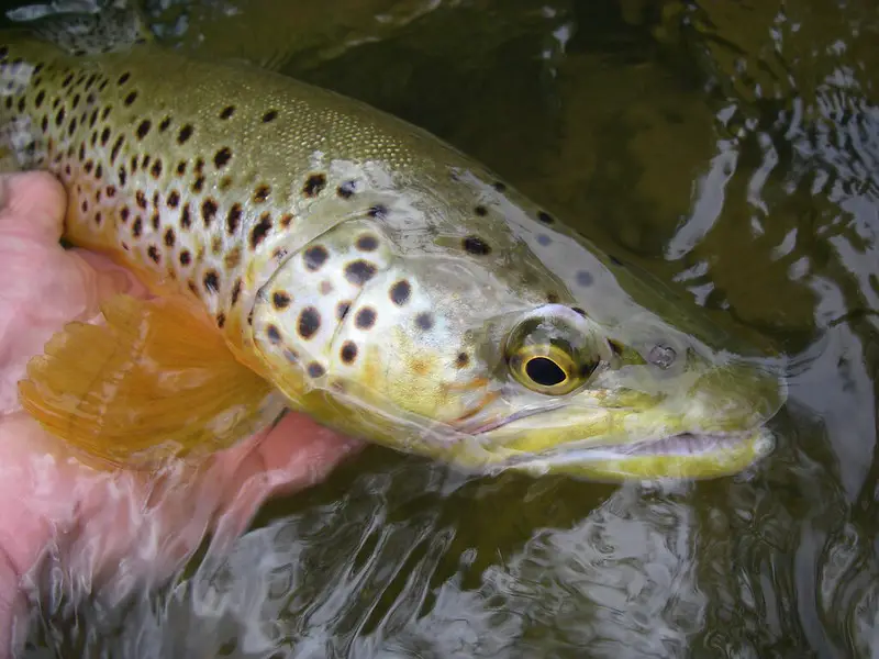 Trout fishing with corn can potentially catch large brown trout like this but often there are far better baits.