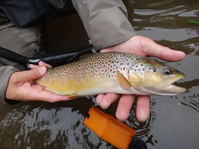 Early summer trout fishing is a great time for nice brown trout like this.