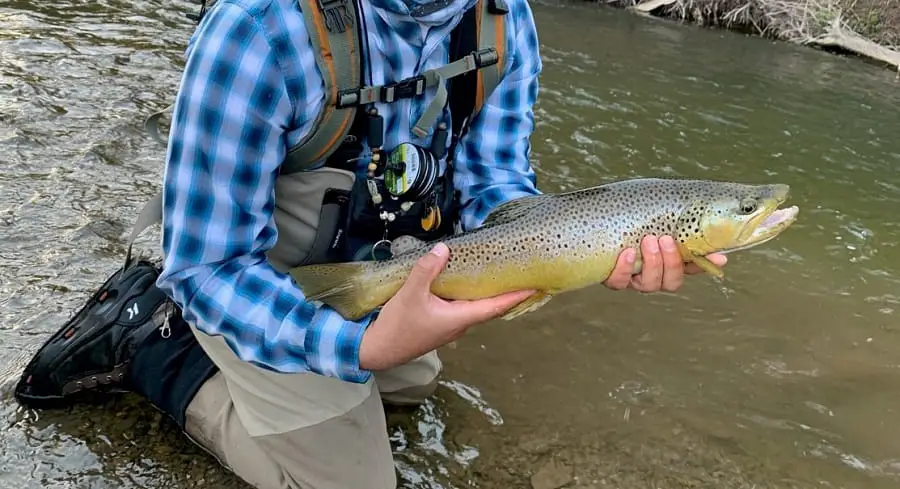 good trout fishing rigs will help you consistently catch big brown trout like this.