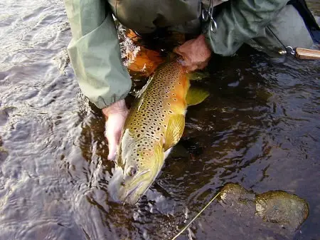 Large brown trout can be caught when trout fishing with marshmallows.