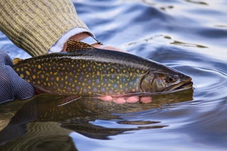 Trout Fishing In Reservoirs is great for big brook trout like this one I am holding.