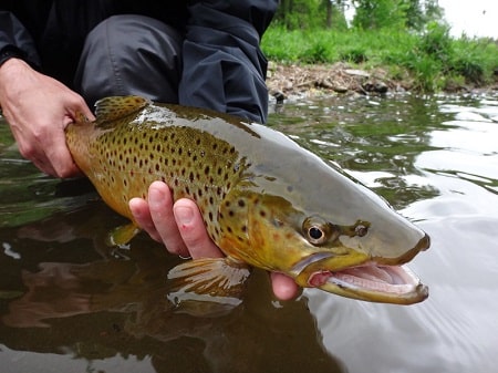 Big brown trout like this one are often caught when trout fishing in lakes