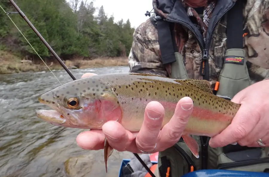 Spinner fishing for trout is effective for rainbow trout like this one.