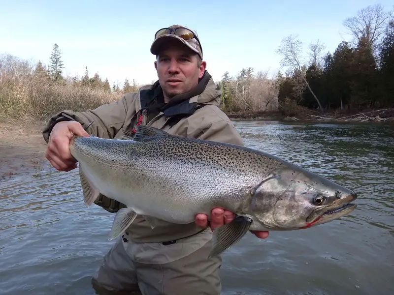 Can salmon fishing with Marshmallows catch large salmon like this one.