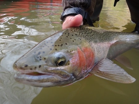 Fishing Crankbaits For Trout is good for big rainbow trout like this