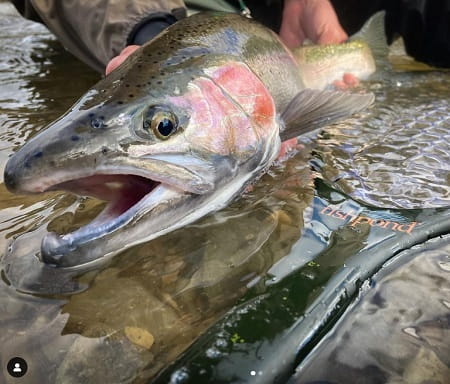 A nice steelhead caught by Jordan from A Perfect Drift Guide Company