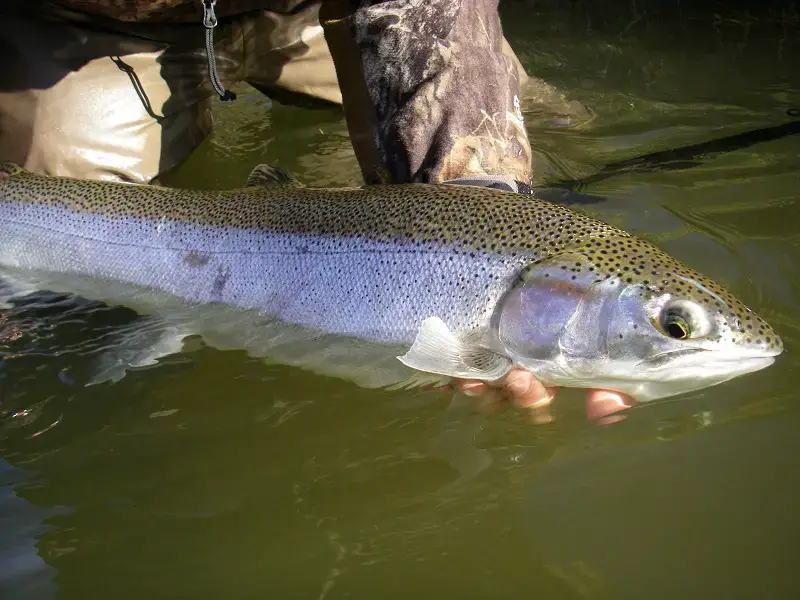 Steelhead fishing buffalo and area is great for catching big steelhead like this.