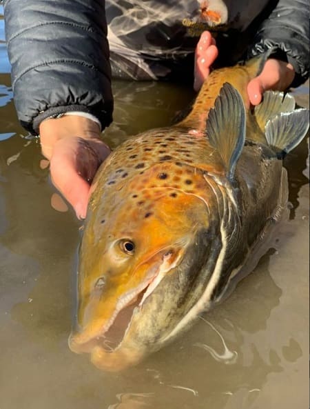 Huge brown trout can be caught when Trout Fishing In Reservoirs