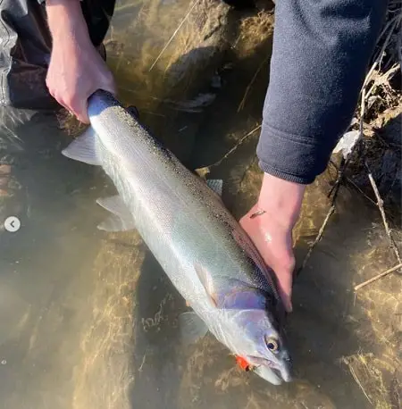A nice steelhead caught by our team Photographer Noah. See more from Noah on Instagram