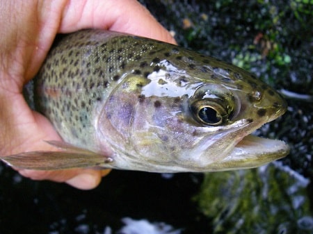 Spoon fishing for rainbow trout is very effective.