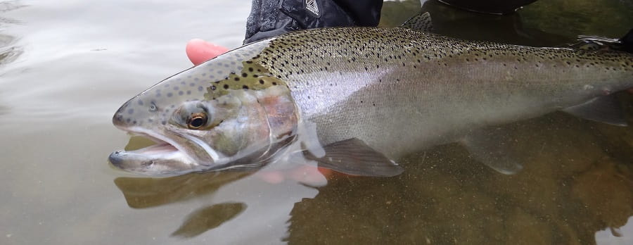 Float fishing in Pennsylvania is a great way to catch big steelhead like this one.