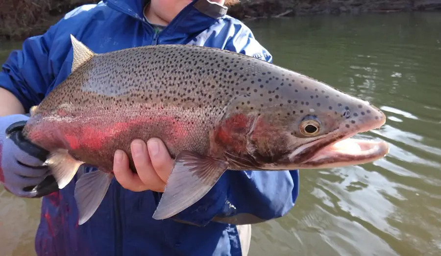 Big rainbow trout like this one are caught when trout fishing in lakes.