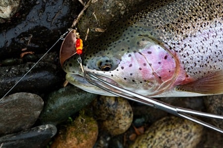 A rainbow trout with a lure in its mouth.