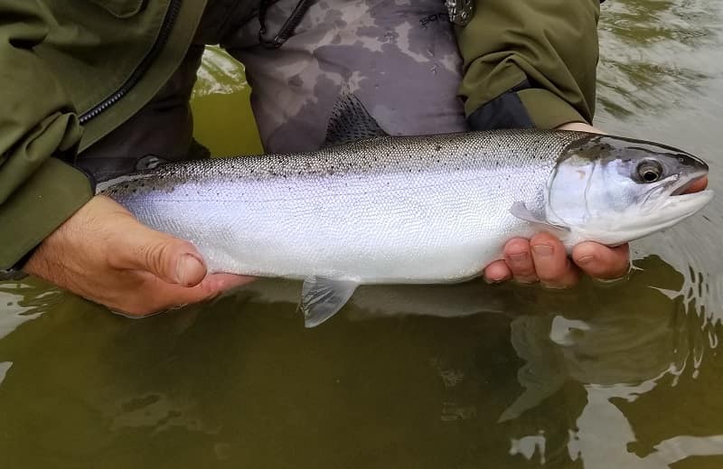 Fishing lures for Ohio steelhead when they just enter the river is a very exciting way to catch steelhead like this.