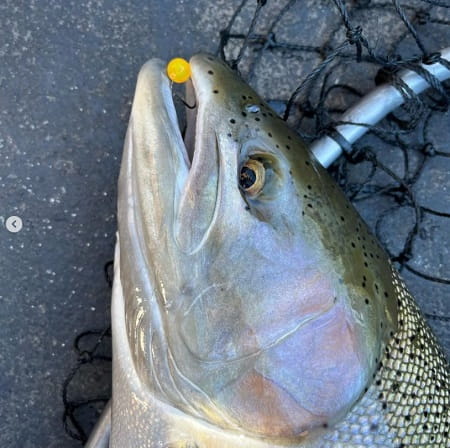 A steelhead with a bead in its mouth