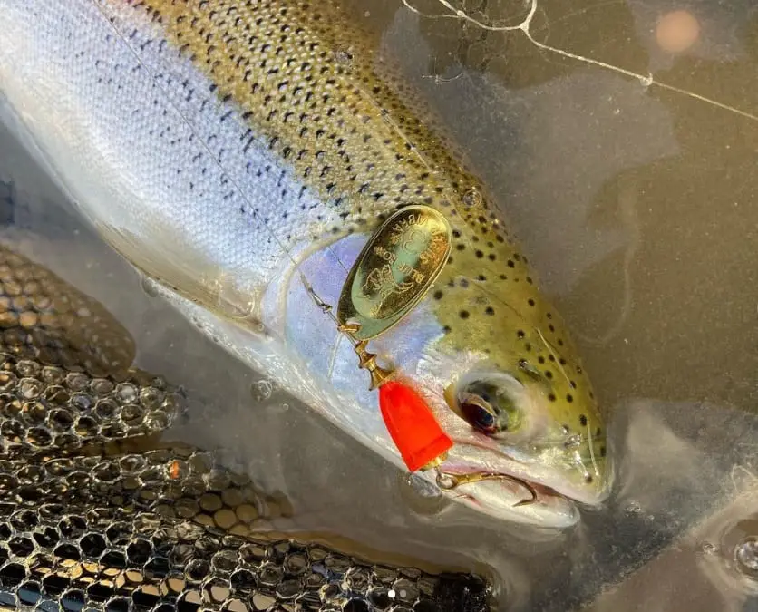 A big rainbow trout with a spinner in its mouth which shows how good spinner fishing for steelhead can be.