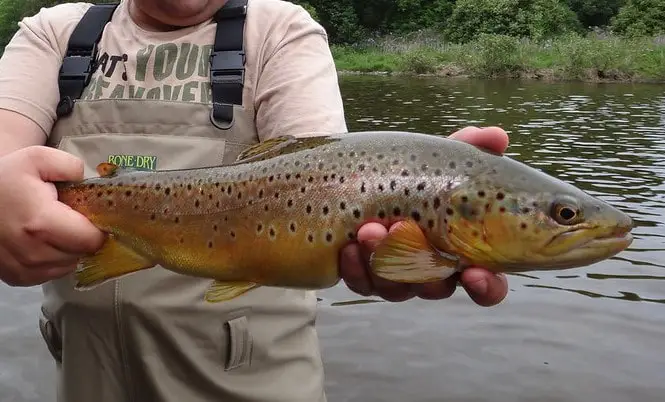 and angler with a nice brown trout caught while trout fishing in August.