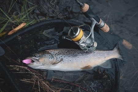 A trout caught on a spoon