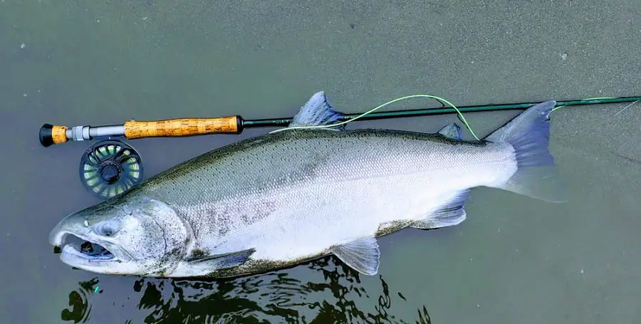 Beach fishing for salmon is great for large Coho salmon like this one.