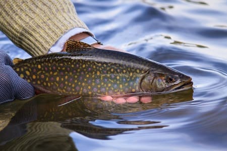 Brook trout fishing with Powerbait can produce nice brook trout like this