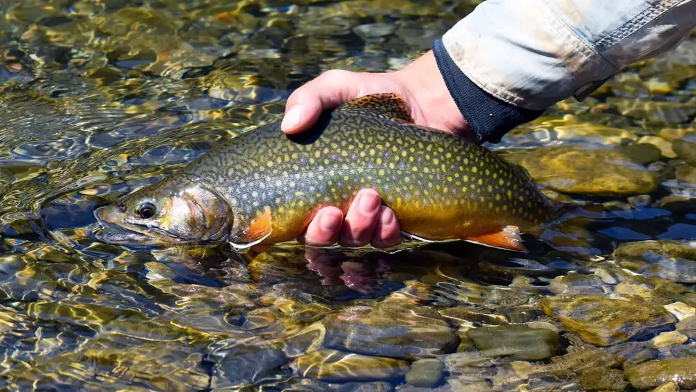 Large brook trout can be caught when trout fishing with marshmallows.