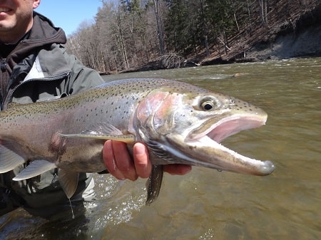 Spoon Fishing For Steelhead In Rivers: Methods Of Top Guides