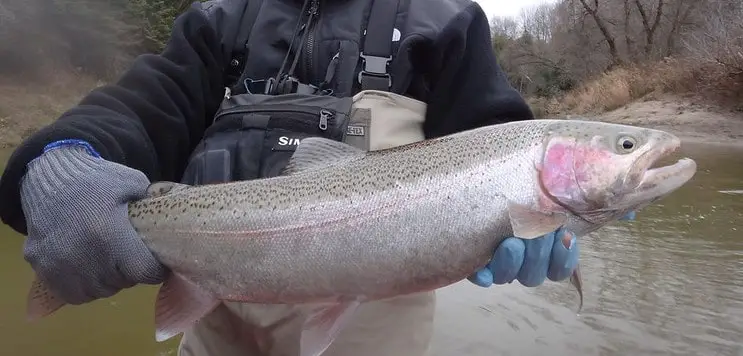 A nice steelhead caught on a fly rod