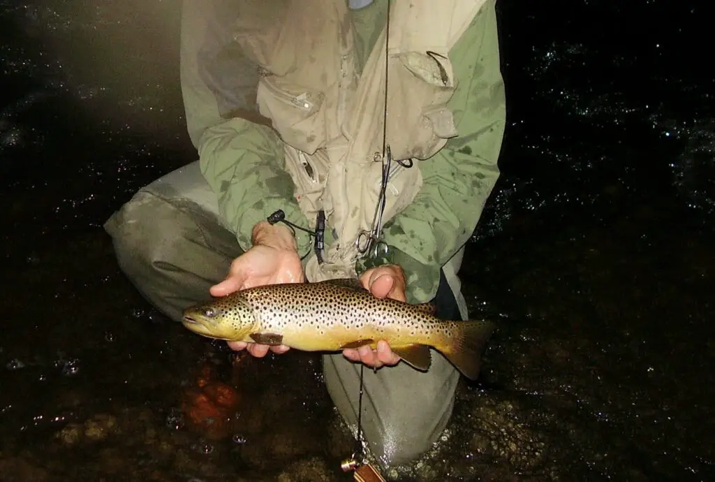 A brown trout caught while trout fishing at night, a good camera with night mode or a good flash is a must have for taking pictures like this.