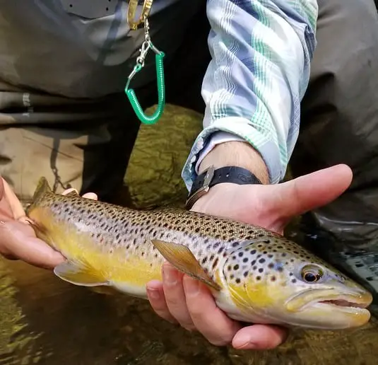 Spring Fishing Oatka Creek yields nice brown trout like this.