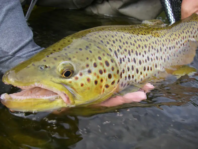 landing big fish like this on click and pawl fly reels is challenging and fun, but not all anglers should us a click reel.