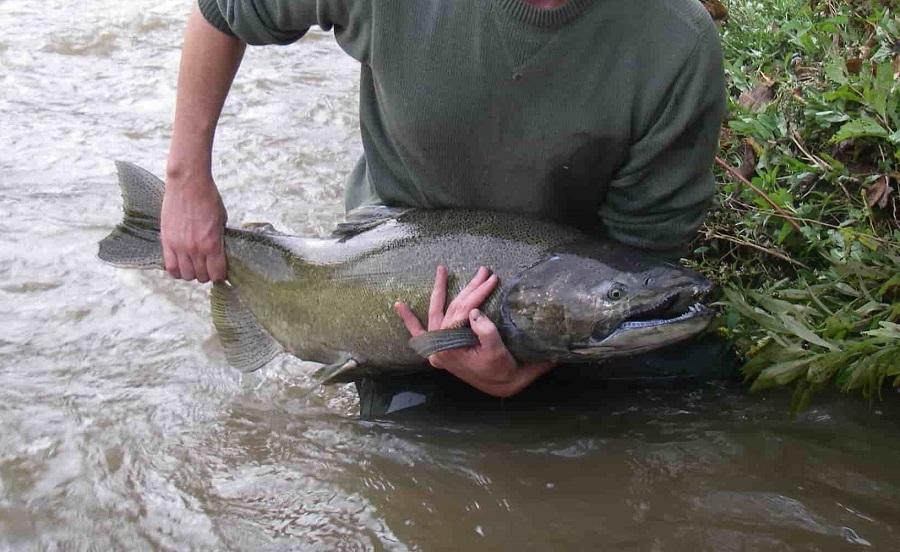 One of my clients with a large chinook salmon