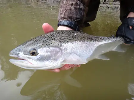A silver sided steelhead trout with almost no red or pink present. 