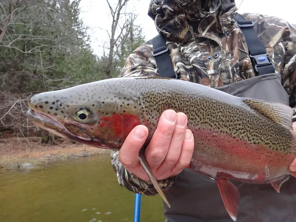 This rainbow trout has a dark red check plate and red stripe with dark spots