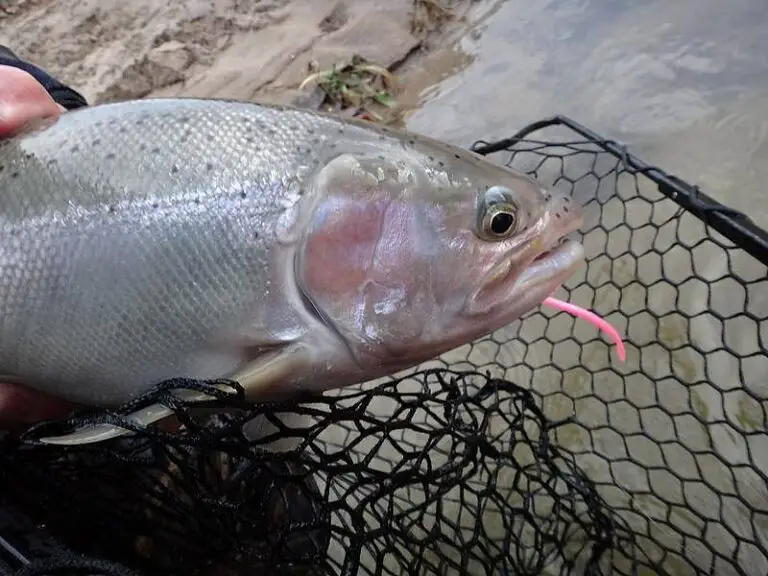 Rainbow Trout Fishing At Night Expert Tips And Tactics