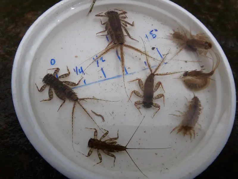 A petri dish with an assortment of nymphs from my local trout river.