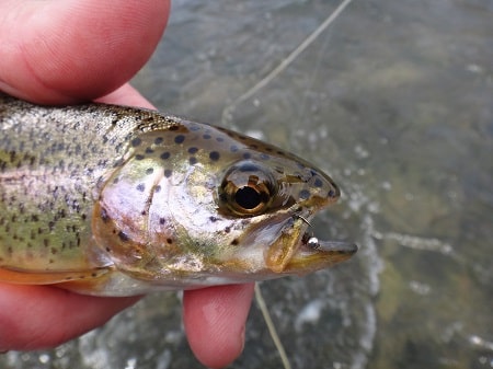 A rainbow trout with a small bead head pheasant tail nymph in it mouth.
